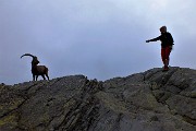 Al Benigni incontri ravvicinati con gli stambecchi di casa il 21 giugno 2016 - FOTOGALLERY